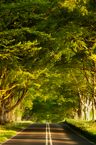 Beech Avenue Cathedral